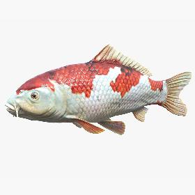 3D model Koi Carp
